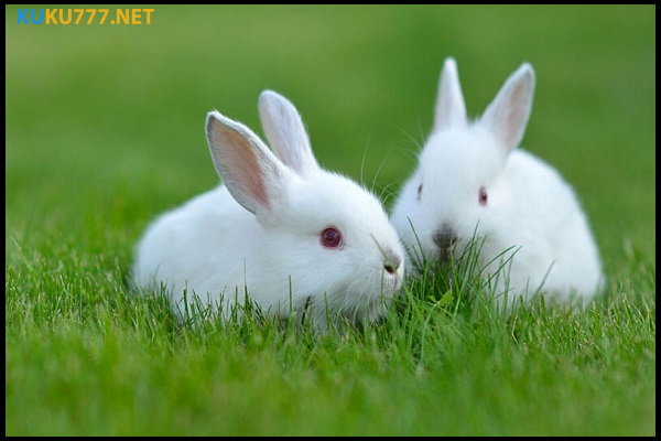 Giải mã giấc mơ thấy con thỏ có ý nghĩa gì?