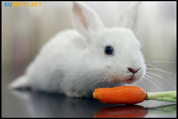 Chiêm bao thấy con thỏ đánh con số nào may mắn?
